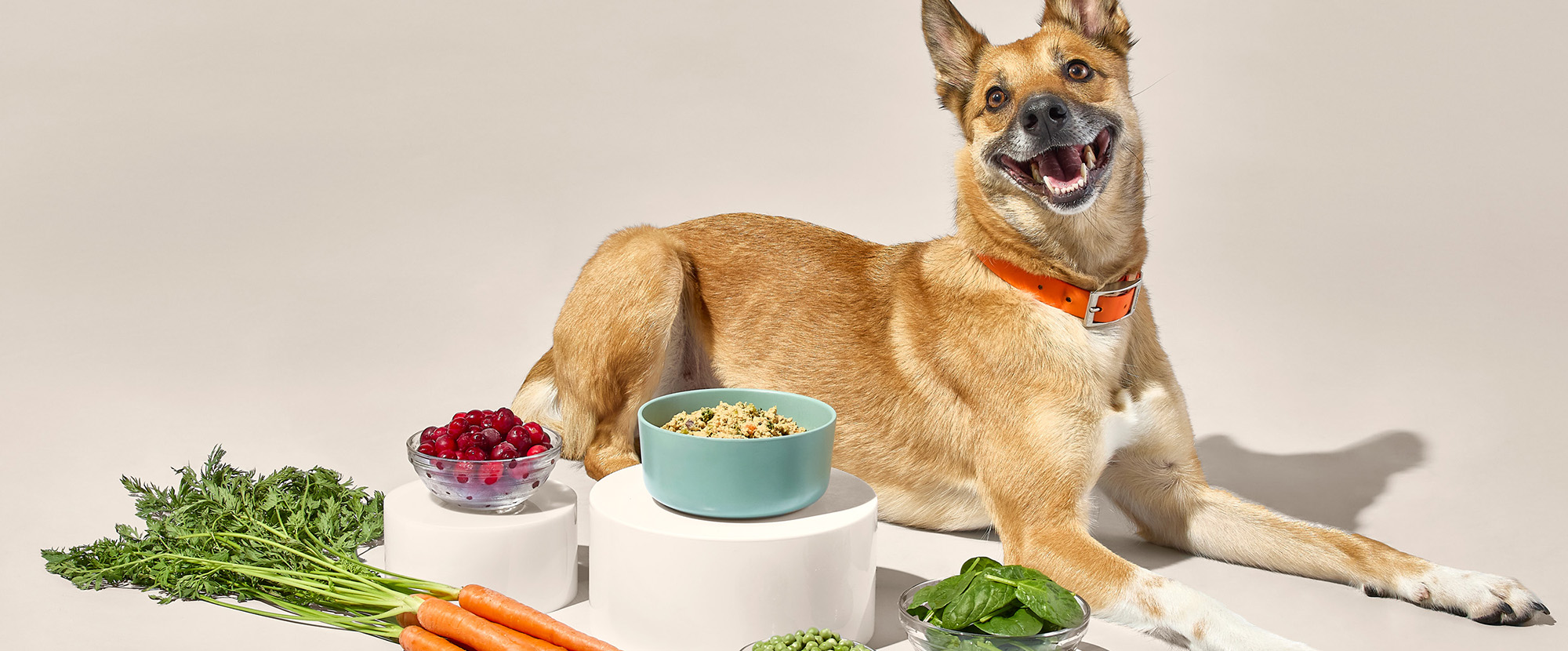 Hondenbenodigdheden Korting -Hondenbenodigdheden Korting 2