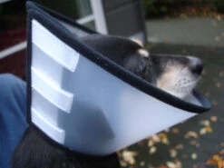 Flamingo Beschermkraag Capo 31,5cm -Hondenbenodigdheden Korting 4627affe9c43143bc0a913756295bd573060085411c59cf34d156ed39bcde702