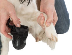 Trixie Pootbescherming Walker Active M 2st. -Hondenbenodigdheden Korting a9ed7403e7270fba9cbe0c569267f57bb704d33b769ec1a5458f95b1bf0c54e0
