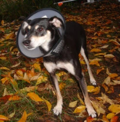 Flamingo Beschermkraag Capo 38,5cm -Hondenbenodigdheden Korting b54c899084ba46427dff498ec39601600e6a1a93344b026b15e22d58b5743e36