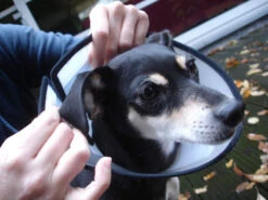 Flamingo Beschermkraag Capo 31,5cm -Hondenbenodigdheden Korting faa9529e5b9f77cc94f3f7dd4fedc2f14c8fa97292c91b445bf394fb4d1ac286